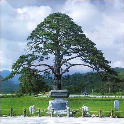 Jeong lee phum song Pine tree